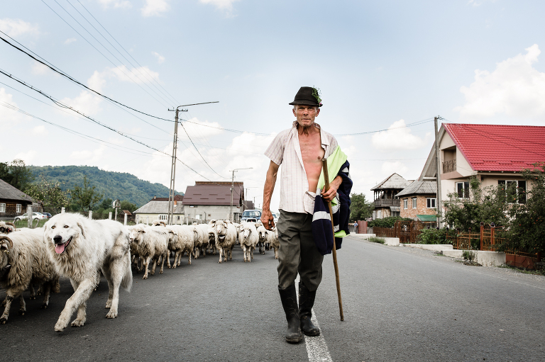 Romanian shepherd man walking to camera flanked by sheepdog and sheep in small town street wearing open shirt and gumboots