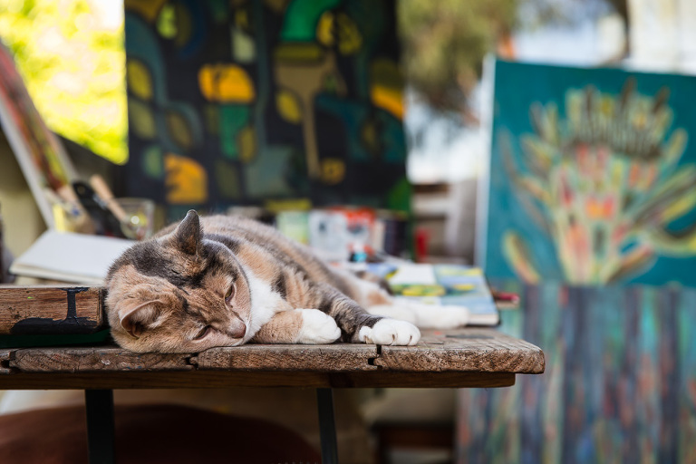 Cat on table in front of Jacqui Christians' paintings