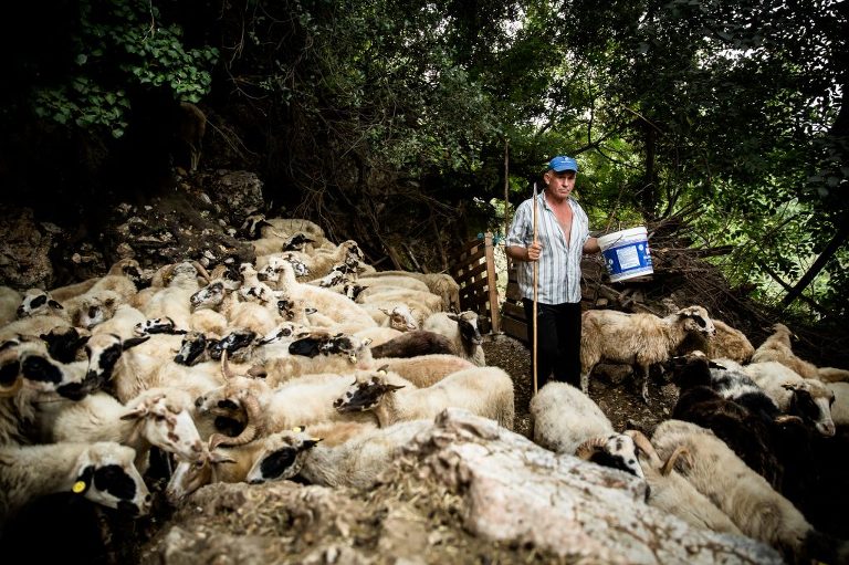 Albanian shepherd walking through flock of sheep with a reused cheese bucket used for collecting sheep milk