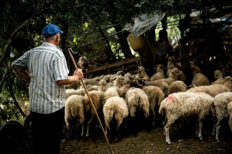 Albanian sherpherd standing and leaning on staff behind flock of sheep while they await milking
