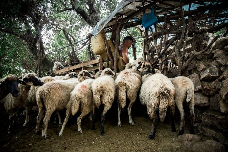 Albanian man sitting under improvised stick structure leading a sheep in to milk