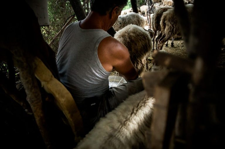 Albanian man sitting on foam milking a sheep into a bucket