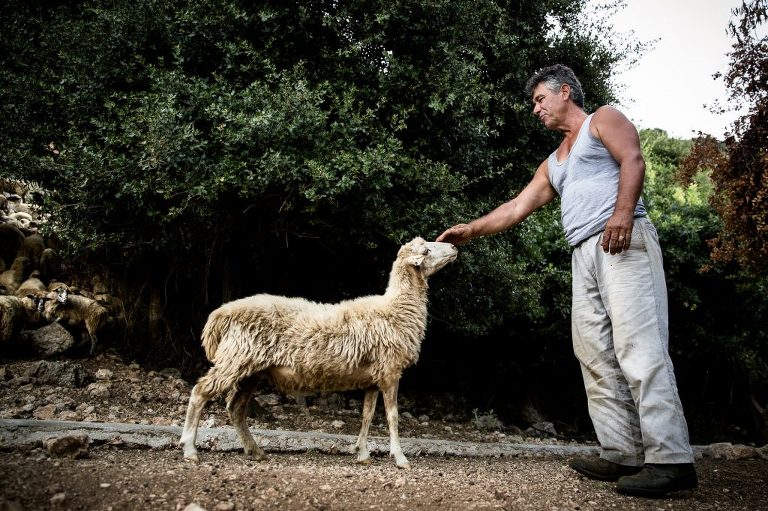 Sheep approaching Albanian man reaching up its nose to touch the man's outstretched hand for a pet