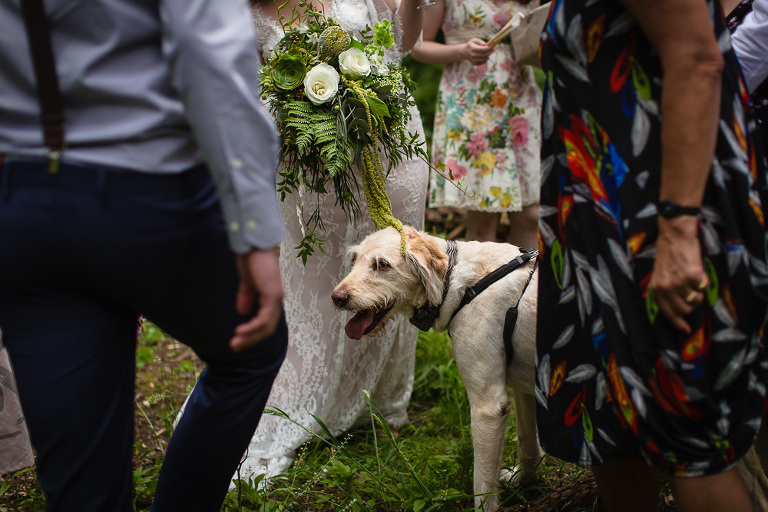wolf hound dog standing with bride and groom at wedding